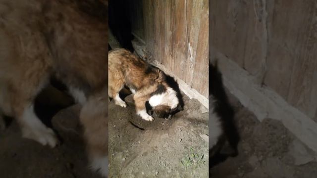 Что ты сейчас будешь кушать?(собака зарывает хлеб) смотреть онлайн