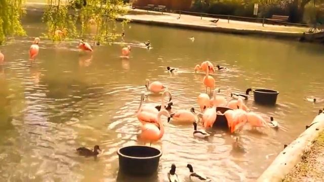 Франция, Нормандия. Ботанический парк Клер смотреть онлайн