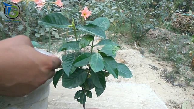 How To Grow Gardenia Jasminoides (Gandhraj) Plant In Pot : Gandhraj Khusaboo Jo Yaad Rahe