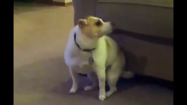 Собака танцует под Eminem -Shake that ass for me смотреть онлайн