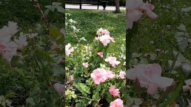 Роза - Королева.мои строки от 25.06.21г. смотреть онлайн