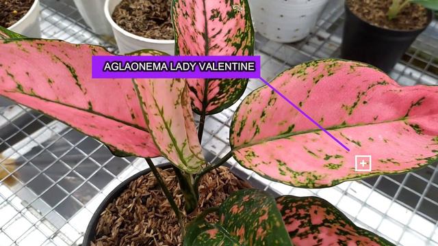 UPDATE HARGA AGLAONEMA SETELAH LEBARAN || BMS SHAFANA NURSERY PART 2 OF 3 смотреть онлайн