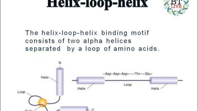 | HELIX LOOP HELIX | & | HELIX TURN HELIX | Introduction, basic concept and function смотреть онлайн