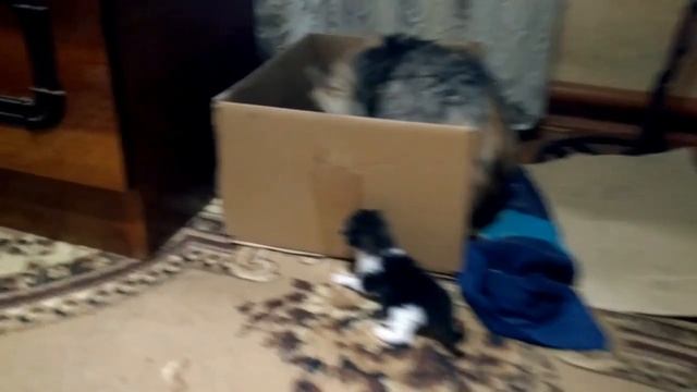 Путешествие котят в поисках матери !!!! 7 марта 2023 года #кошки #2023 #котята смотреть онлайн