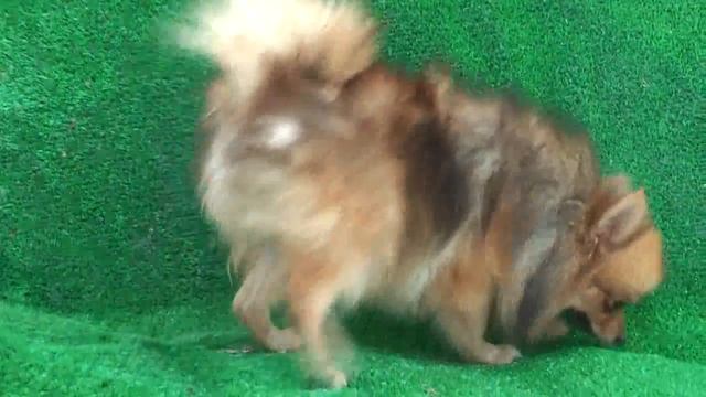 Немецкий шпиц \ Померанский шпиц / Pomeranian 1/2 смотреть онлайн