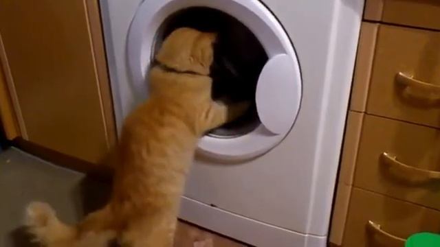 Кот Томас смотреть онлайн