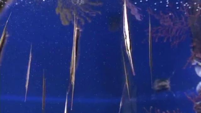 аквариумы 2016 /видео для внутреннего пользования, публичное размещение запрещено/