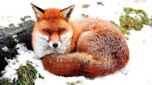 К ЧЕМУ СНИТСЯ ЛИСА