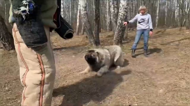 Дрессировщик Гончаров Александр смотреть онлайн