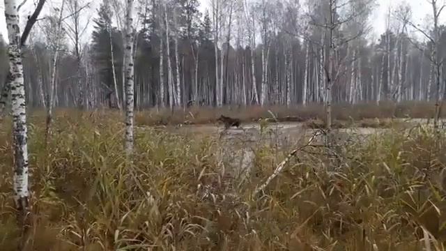 Работа по лосю пара ВСЛ, кобель из пит-к Юрак. смотреть онлайн