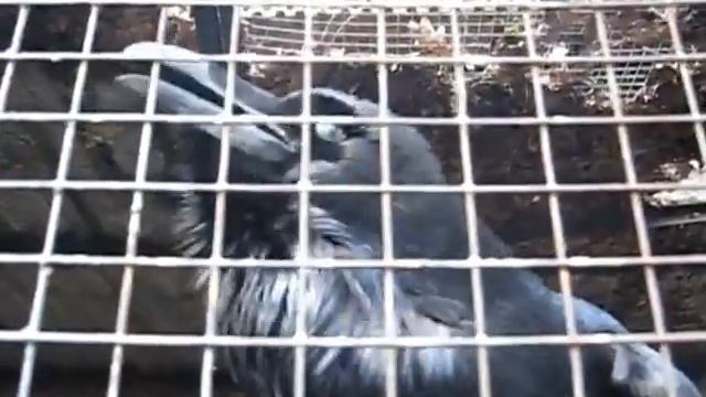 Говорящий ворон Talking raven смотреть онлайн