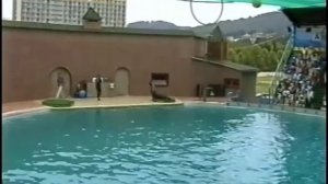 Wonderful dolphin on the Black Sea coast in Adler, Russia. Дельфинарий в Адлере.