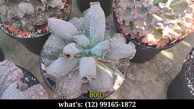Venda de Suculentas + Album de Vendas com promoção TOP!! / Jardim de Suculentas Lê e Paty смотреть онлайн