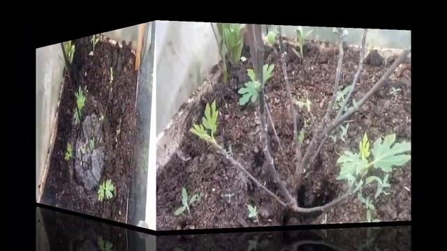 Инжир на Полтавщине. Весенней уход за инжиром!! смотреть онлайн