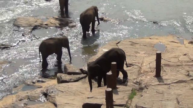 Командная работа на примере животных смотреть онлайн