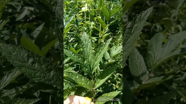 КАК ВЫГЛЯДИТ ТАВОЛГА, ЛАБАЗНИК? ПОКАЗЫВАЮ И РАССКАЗЫВАЮ ГДЕ НАЙТИ. смотреть онлайн