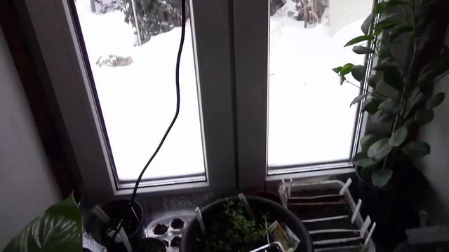 Рассада. Как можно утеплить место роста рассады?! смотреть онлайн