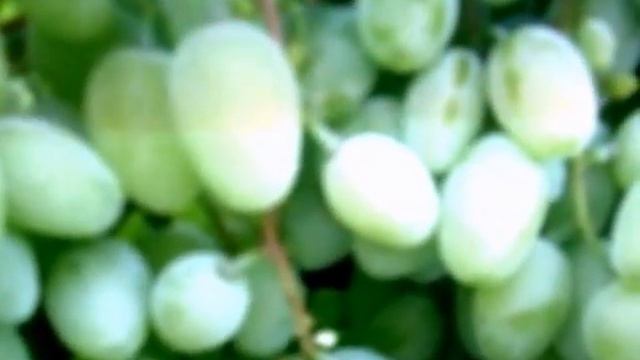 Виноград Подарок Запорожью смотреть онлайн