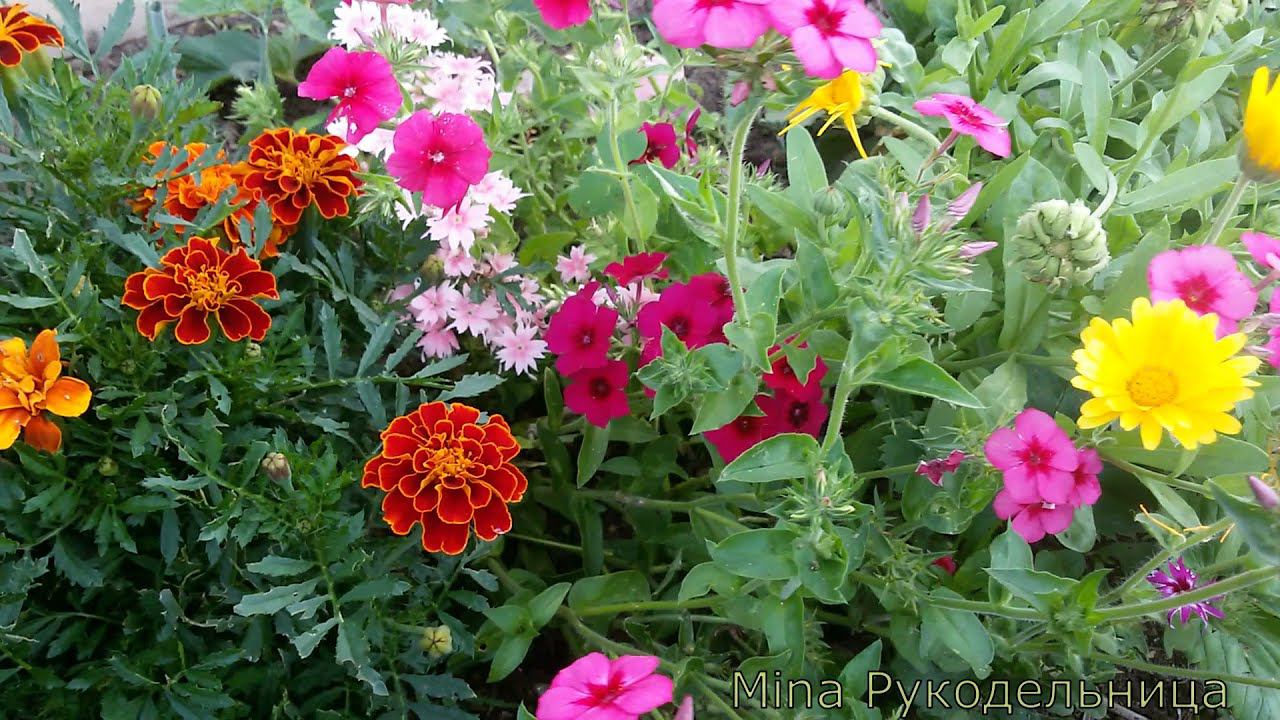 После ковида возвращаюсь к вышивке/Новые старты/Рулетка с гигантами. Хорошие продвижения. смотреть онлайн