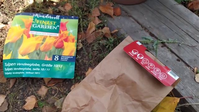 Осенние работы с цветами Обрезаю пеларгониб#цветывсаду #пеларгония