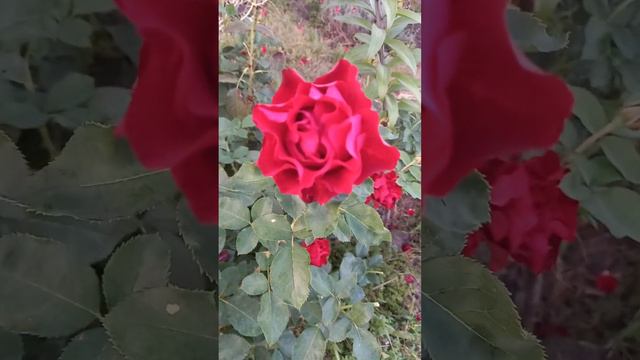Троянда Омаж а Барбара Rose Homage a Barbara смотреть онлайн