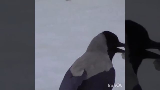 рыбалка людей и птиц ( видео из социальных сетей) WhatsApp просто ужас горы карасей и два ратана смотреть онлайн