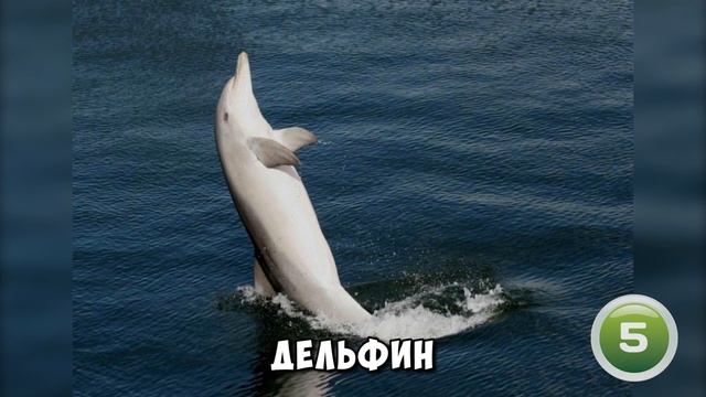 ТОП 8 ЖИВОТНЫХ, КОТОРЫЕ МОГУТ ХОДИТЬ ПО ВОДЕ смотреть онлайн