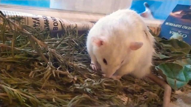 ? усыпили бдительность и был таков. Крысиный побег смотреть онлайн