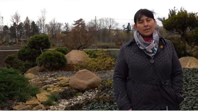 сальвия(шалфей)