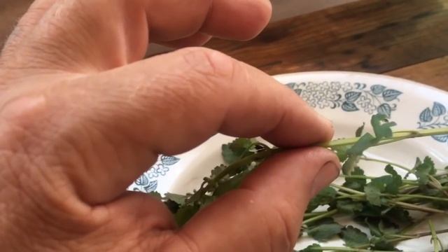 Мелисса - приманка для пчёл смотреть онлайн