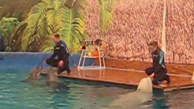 Как кричат дельфины смотреть онлайн