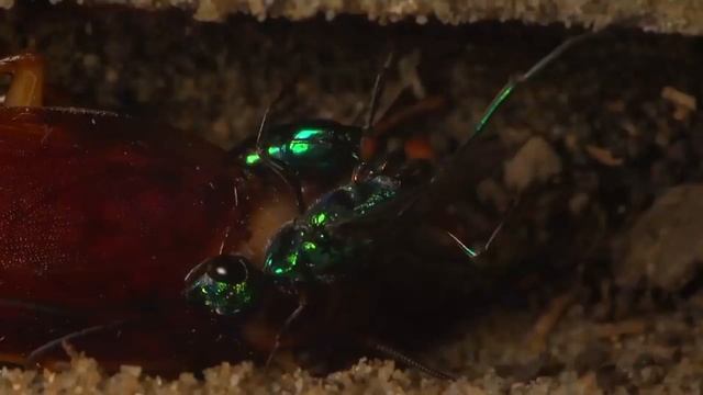 Have parasites taken over the world? | PARASITE PILL смотреть онлайн
