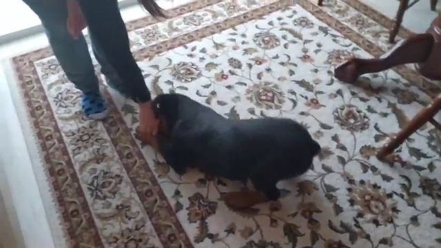 Дрессируем и кормим Щенка Ротвейлера Арчи! Кормим ТВОРОГОМ Арчи смотреть онлайн