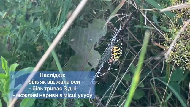 Павук-оса або Агріопа тигрова. Нашестя небезпечних павуків. смотреть онлайн