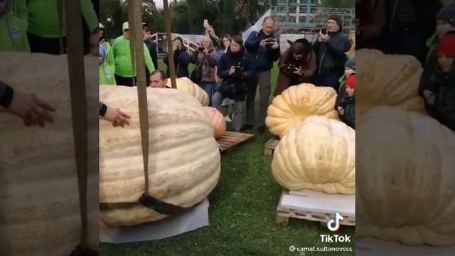 Тыква весом больше 700 кг смотреть онлайн