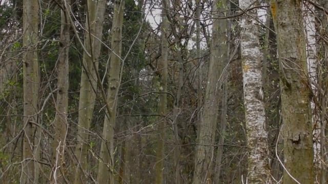 Певчий дрозд звуки леса и весны релакс(Turdus philomelos) смотреть онлайн