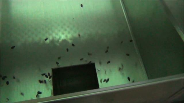 Калибратор для семян подсолнечника смотреть онлайн