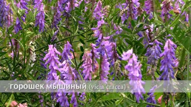 горошек мышиный смотреть онлайн