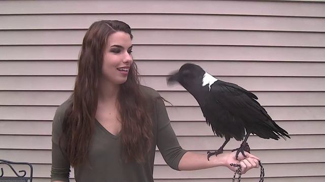 Ravens can talk! смотреть онлайн