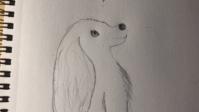 How to draw a cocker spaniel смотреть онлайн