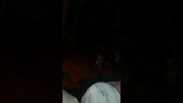 Собака-рак смотреть онлайн