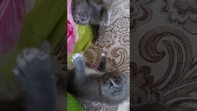 Маленький Юлий смотреть онлайн