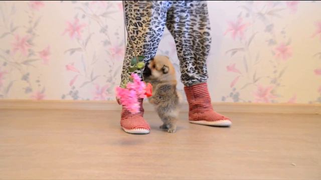 Нота от Ал Виши смотреть онлайн