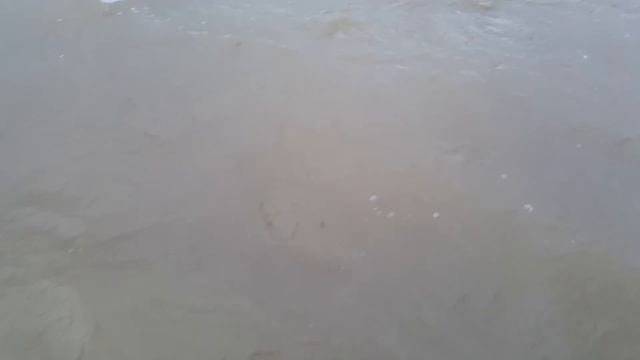 Hoodsport WA. Как Кета на нерест идёт. Штат Вашингтон смотреть онлайн