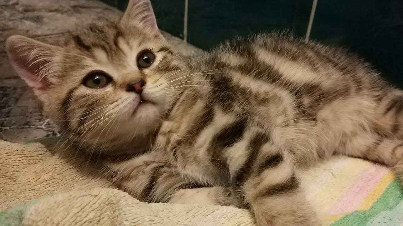 ШОТЛАНДСКИЙ КОТЕНОК - Scottish Straight Kitten