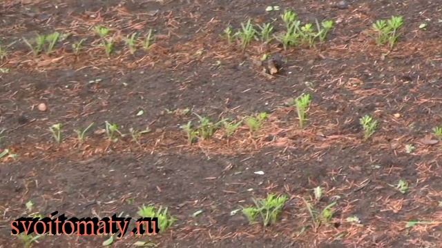 Без этого приема крупную морковь не вырастить смотреть онлайн