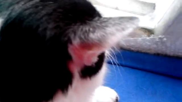 Кошачья линька.Периоды линьки  Как спастись от загрязненья дома шерстью. Передаю приветы!