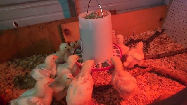 Are Pigs Cleaner Than Chickens? _ Pen Cleanout with 4 Pigs // Whitt Acres смотреть онлайн