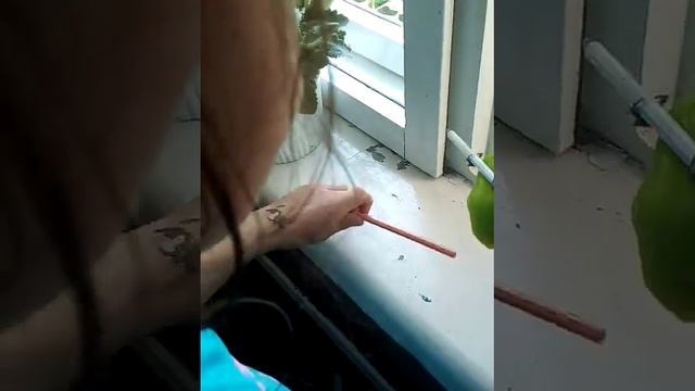 Как мы тренеруем попугая петрушу смотреть онлайн