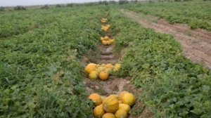 Тушда Ковун курса | Tushda Qovun ko'rsa